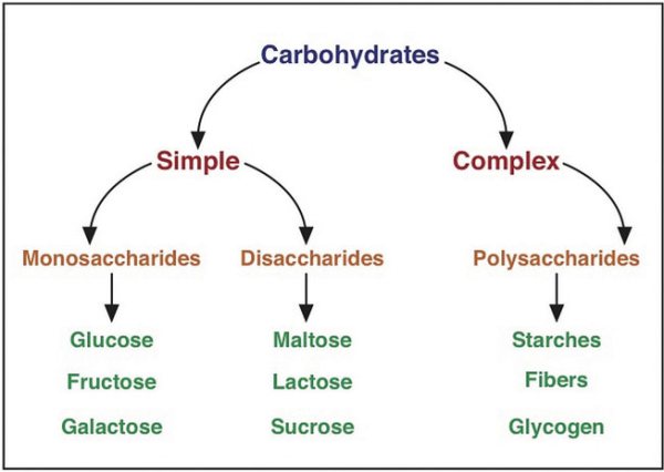 Carbohydrates Definition And List Of All Carbohydrates 