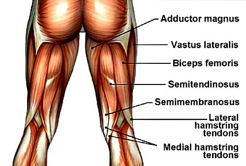 hamstring soccer injury, hamstring injuries, hamstring tendon injury, torn hamstring injury